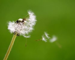 dandelion-4423196__480